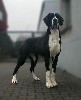 Walinka Von Schlesien