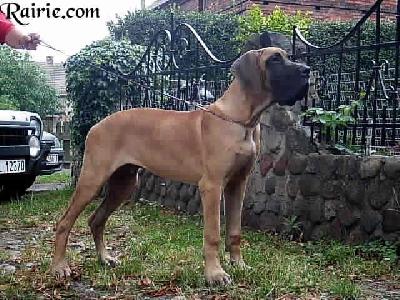 Uracho Lamborgini Des Terres De La Rairie