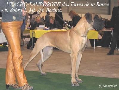 Uracho Lamborgini Des Terres De La Rairie