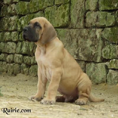 U�zeus Des Terres De La Rairie