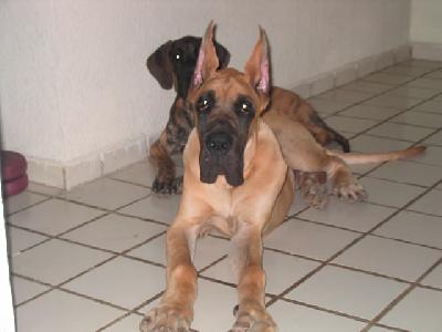 U�zeus Des Terres De La Rairie