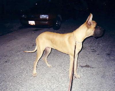 U�zeus Des Terres De La Rairie