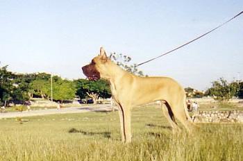 Uzeus Des Terres De La Rairie