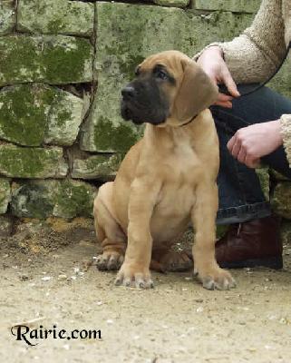 Una Fulvia Des Terres De La Rairie