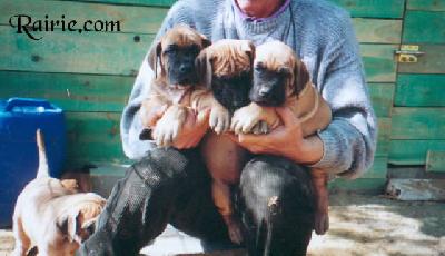 Una Fulvia Des Terres De La Rairie