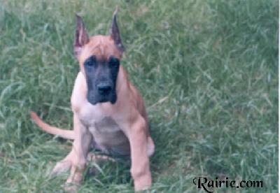 Ultranza Des Terres De La Rairie