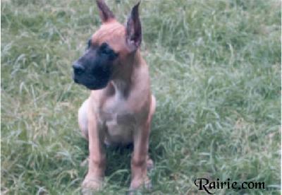 Ultranza Des Terres De La Rairie