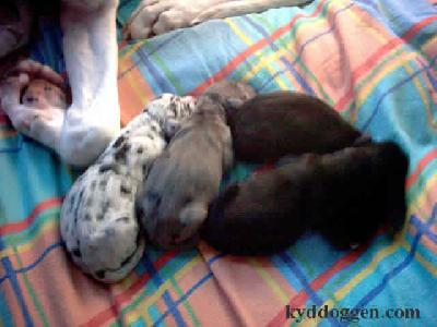 Iron Will Bocca Dtigre