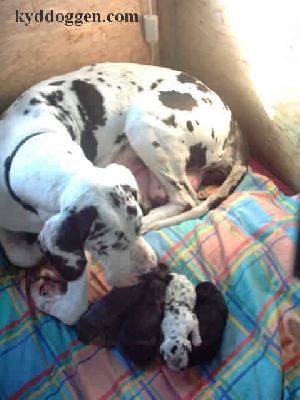 Inga-gertrud Bocca D�tigre