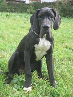 Isabo Bocca D�tigre