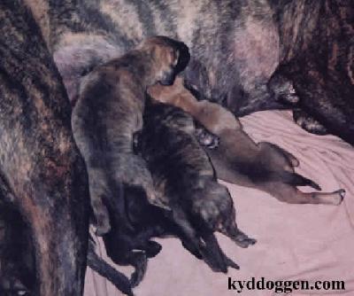 Vivian Light Eifelgold