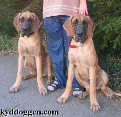 Juan Bocca D�tigre