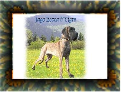 Jago Bocca D�tigre