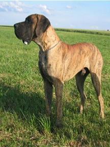 Jago Bocca D�tigre