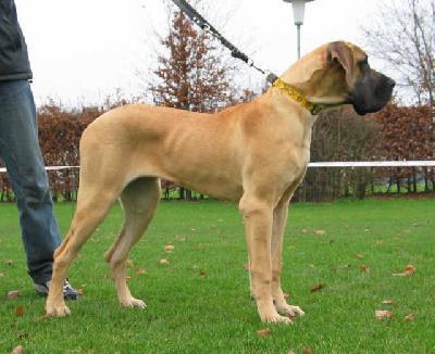 Jameika Bocca D�tigre