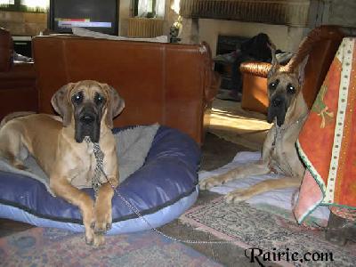 Josefin Bocca D�tigre