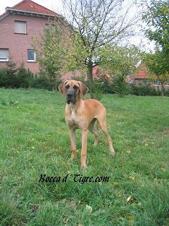 Josefin Bocca D�tigre