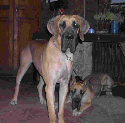 Josefin Bocca D�tigre