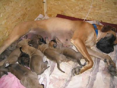 Joie De Vie Bocca Dtigre