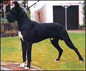 Imainou Von Munsterland