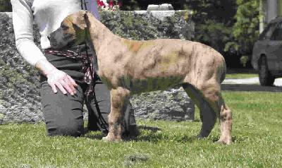 Urko Des Terres De La Rairie