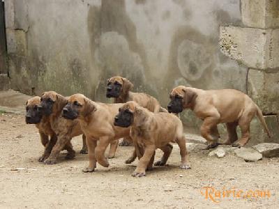 Urphee Des Terres De La Rairie