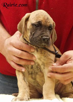 Ureine Des Terres De La Rairie