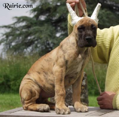 Ureine Des Terres De La Rairie