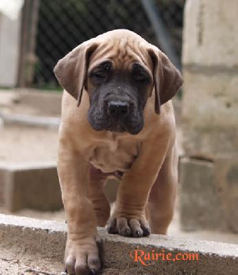 Uranie Des Terres De La Rairie