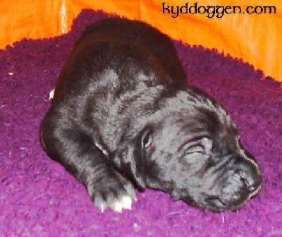 Dschinni Vom M�rchenland