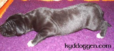 Dschafar Vom Mrchenland