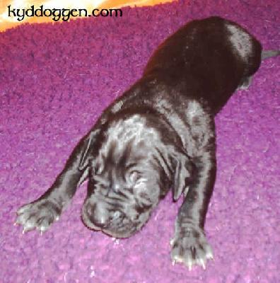 Devil Vom M�rchenland