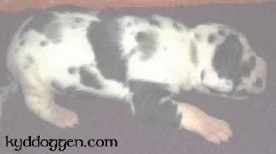 Dream-dancer Vom M�rchenland