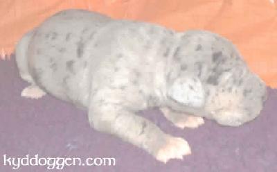 Dagobert Vom M�rchenland