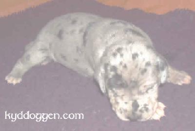 Daisy Vom M�rchenland