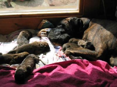 Kanouk Bocca D�tigre