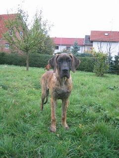 Kelsi Bocca D�tigre