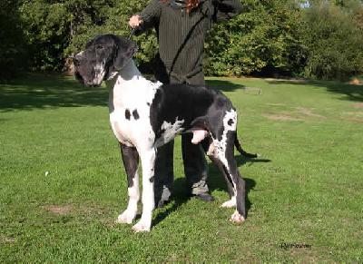 Theobald Dit Tolkien De La Templerie