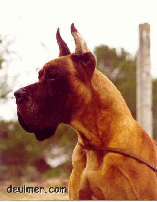 Ohm De La Pierre Du Roy