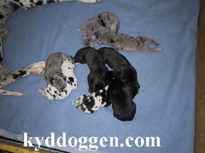 Cam-pai Vom Teufelsgrund