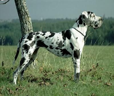 Cara Vom Teufelsgrund