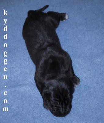 Cornelia Vom Teufelsgrund