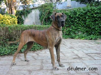 Ch Sarova Vom Munsterland