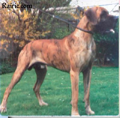 Ch Angelo V D. Horst