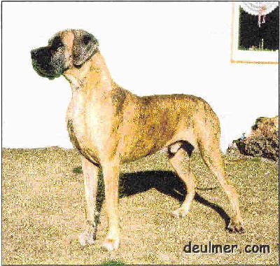 Ch Angelo V D. Horst