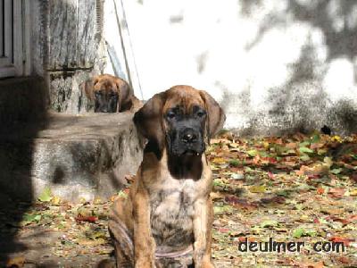Indra De Ulmer