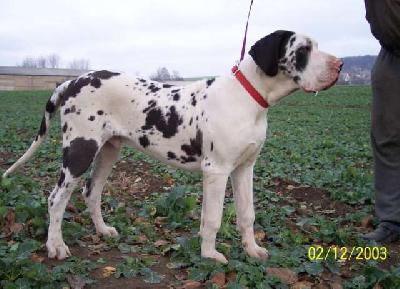 Gomez Vom Wchterberg