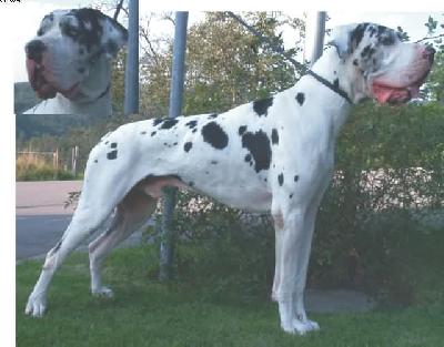 Gonzales Vom Wchterberg