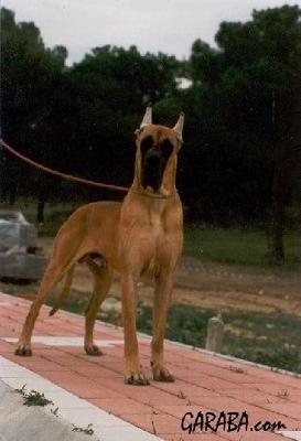 Latin Lover De Garaba