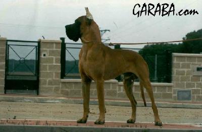 Latin Lover De Garaba